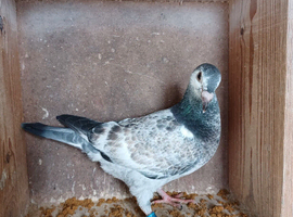 SSTC-Racing pigeon youngsters available, 2026 bred