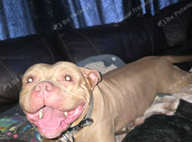 American pocket bully female