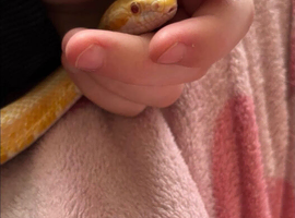 Two beautiful snakes for sale