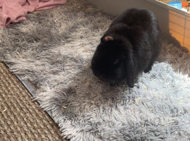 Flopsy dwaf lop