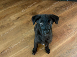 Female German shepherd
