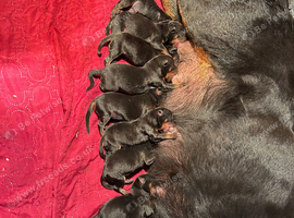 Rottweiler puppies