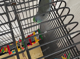 For sale beautiful baby parrolet and extra s