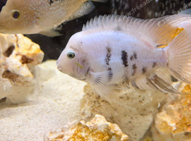 Marble convicts breeding pair