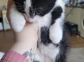 3 boys kittens for sale