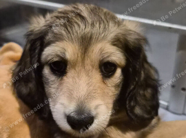 Long haired miniature daschund pups