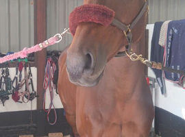 Stunning 16.1 9 yr old Gelding
