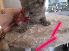British Shorthair x Domestic Shorthair