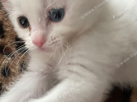 Kitten white