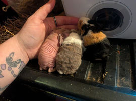 Skinny pig males and skinny carrier males