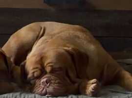 KC Dogue de Bordeaux girl looking for loving home