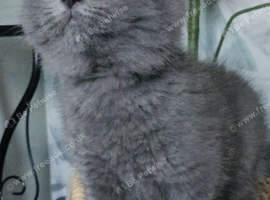 Blue female