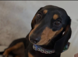 Daschund