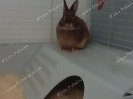 Beautiful chocolate otter boy
