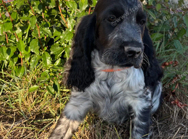 Show type cocker spaniel puppies
