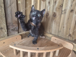 Polydactyl Female Kittens