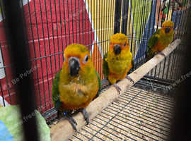 Stunning hand reared steady tame sun conures available need some training