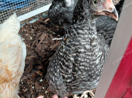 4 chickens