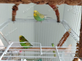 Looking for a young budgerigar near me