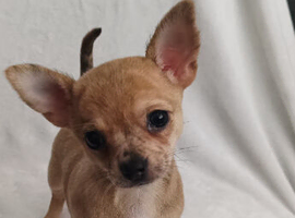 X3 Chihuahua puppies for dale