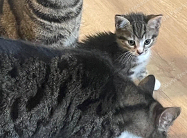 Bengal tabby kittens