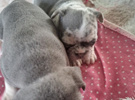 French bulldog