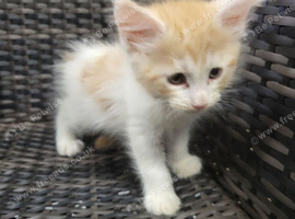 Female maine coon