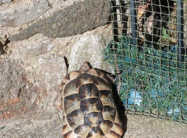 Tortoise