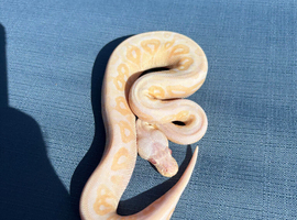 Female baby cinnamon candino royal python for sale