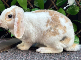 Young Mini Plush Lops - Hypoallergenic fur.