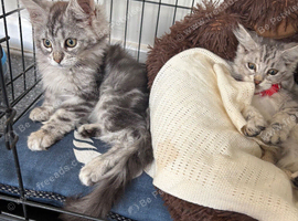 Main coon kittens