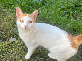 Cat free to a good home