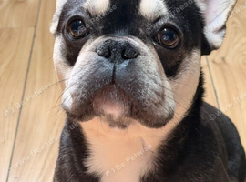Male frenchie
