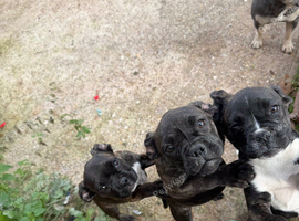 Boxer x french bulldog - only 3 left out litter of 6. Girls only