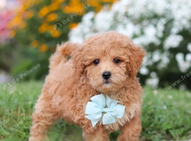 Stunning Maltipoo Pups