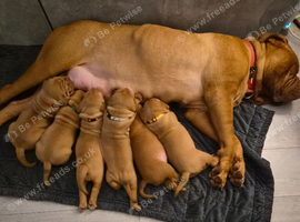 Stunning Dogue de Bordeaux Pups