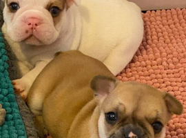 PURE family raised French bulldog puppies