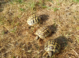 2 Year Old Hermanns Tortoises (T.H. Boettgeri)