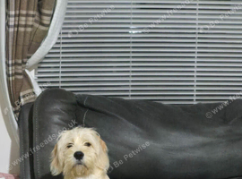 Labrador x Cavachon Seeking Loving Forever Home