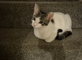 Kitten for re homing