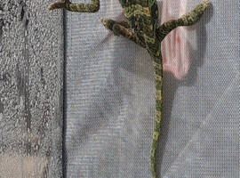 Baby chameleons