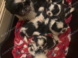 Beautiful shihtzus for sale