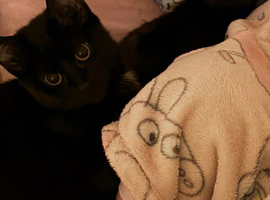 2 kittens for rehoming