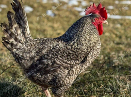 Cuckoo Maran Rooster