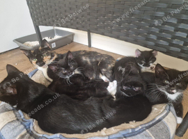 4 kittens