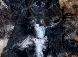 Stunning litter of cockapoo puppies