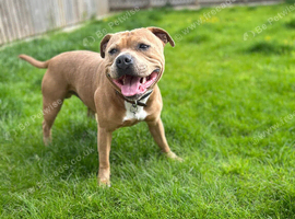 KC Registered Red / Fawn Staffy Stud