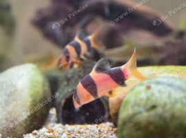 4x Clown Loaches