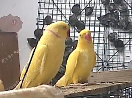 Red eyes indan ringneck