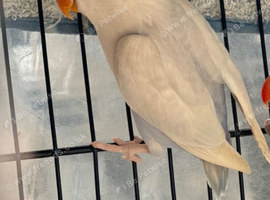 Lovebirds